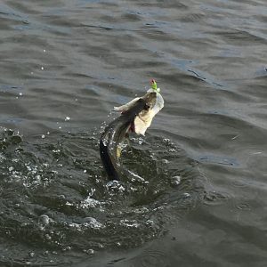 A snook jumps