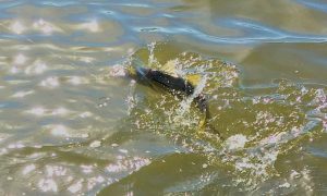 A snook surges through the water