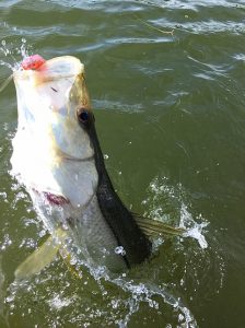 A snook eats a new penny colored paddletail