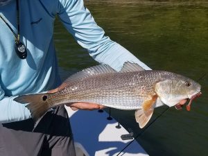 A redfish gets sent back into the water