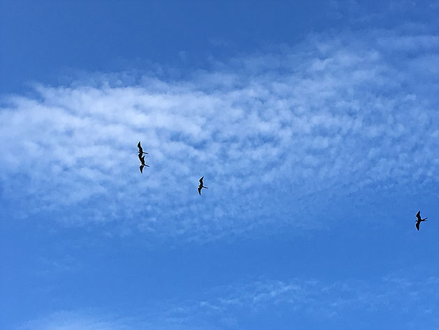 Magnificent Frigatebirds