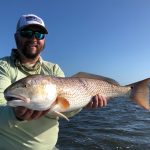 Redfish Sarasota, FL