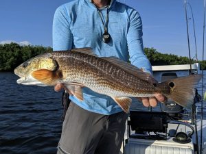 A beautiful redfish caught while fishing the flats on Florida's Gulfcoast