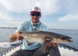 A flats cobia being held by an angler on a boat