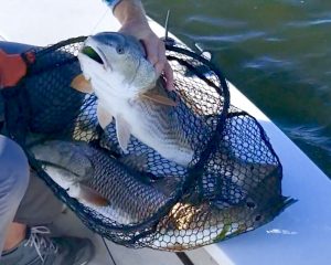 Two redfish in one net