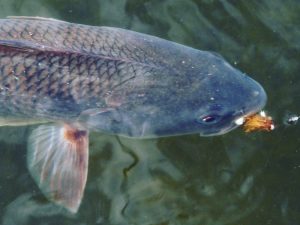 A redfish in shallow water