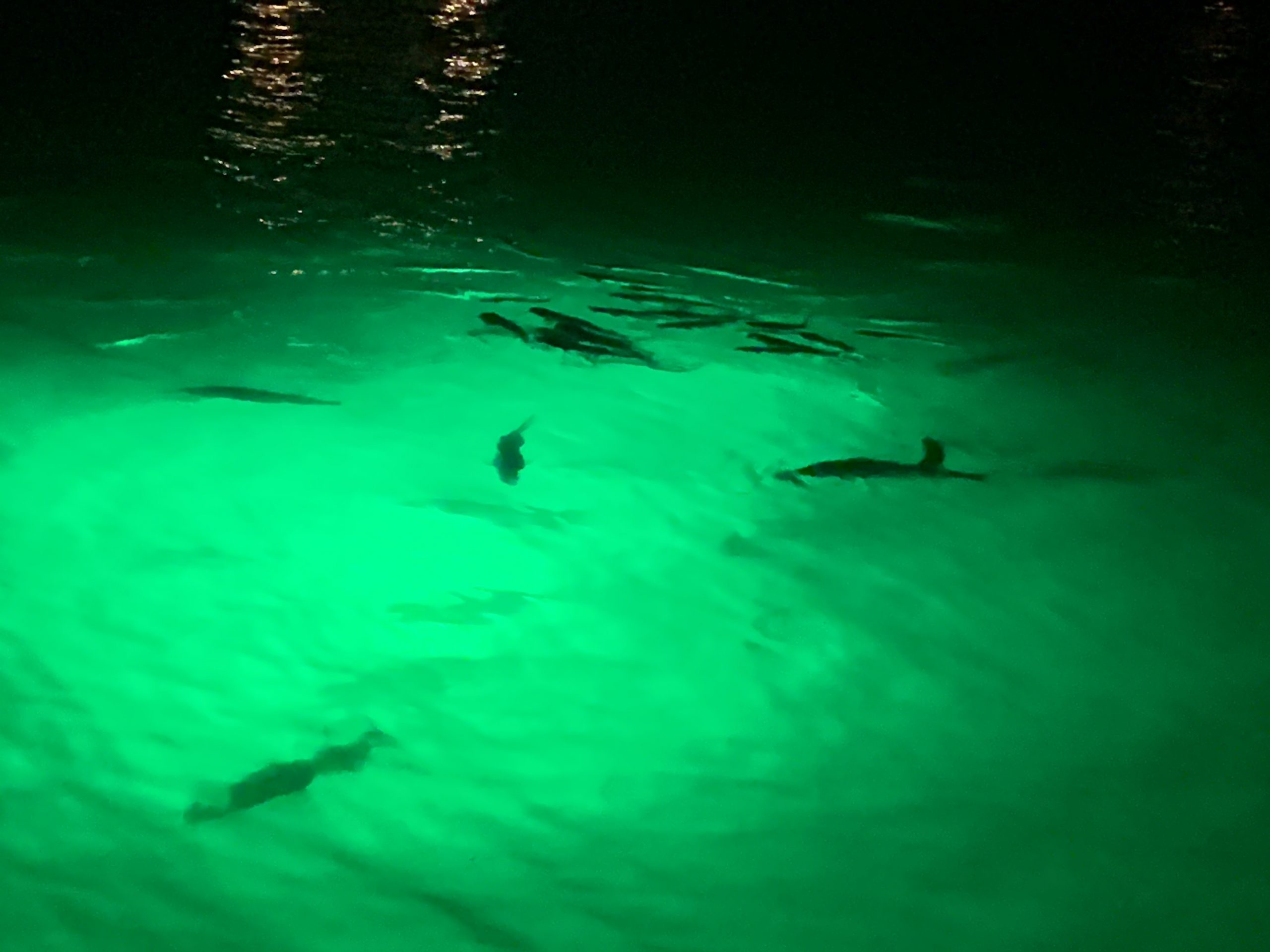 Dock Light Fishing in Sarasota Has Been Incredible - Quiet Waters Fishing