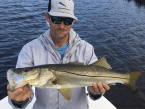 A spoon fed snook on the flats