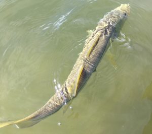 A snook swims across the flats