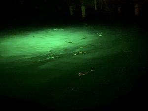 Snook swim in the green glow of dock lights