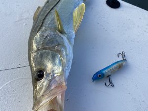 a fish and the lure that caught it