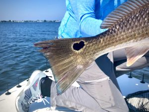 A redfish tail