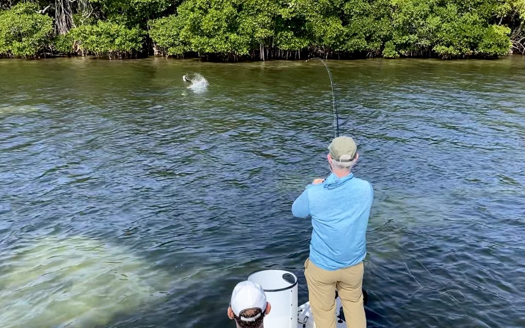 Snook & Redfish Active In Sarasota’s Shallow Water