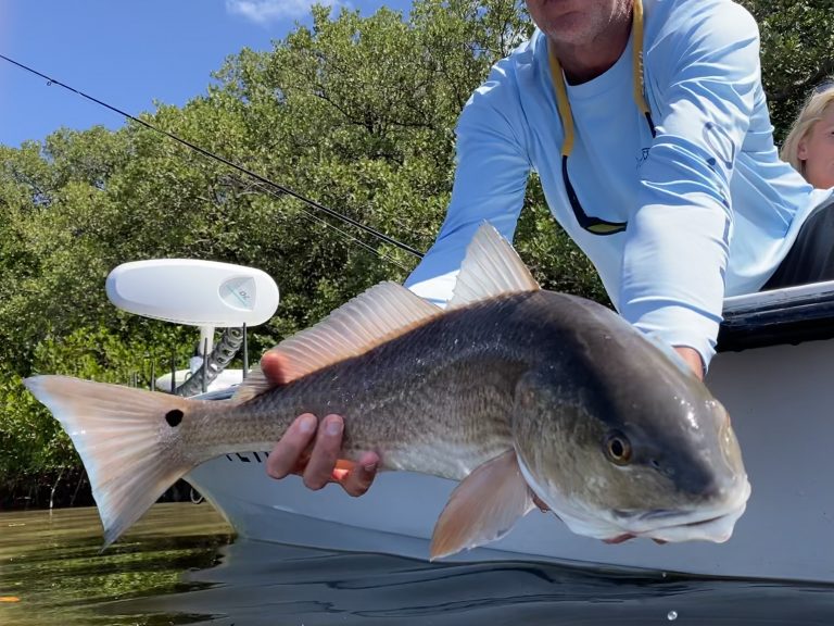 An angler releases a redfish caught in shallow water