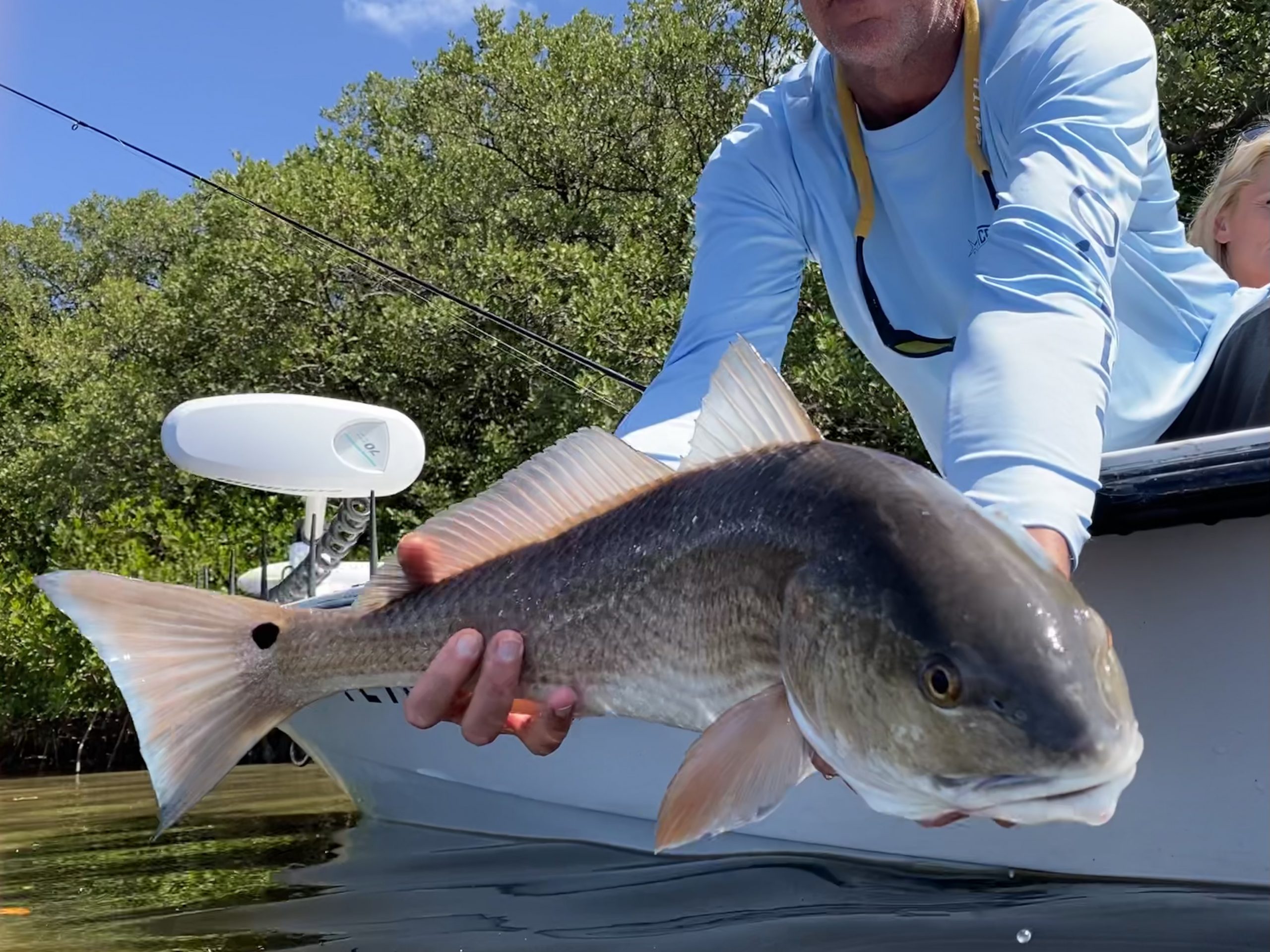 An angler releases a redfish caught in shallow water