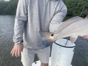 An angler holds a redfish that he caught while fly fishing in Sarasota Florida