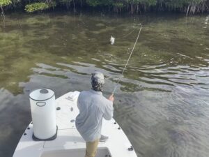 An angler fights a snook on a fly rod