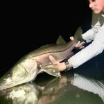 An angler releases a huge snook that he caught while fly fishing. He slides the snook slowly in the water off the side of the boat while looking determined yet satisfied