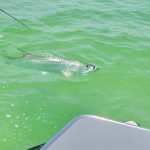 A tarpon breaches the surface as it comes boat side
