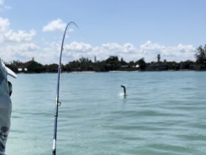 A tarpon jumps as an angler pulls against it with his fishing rod