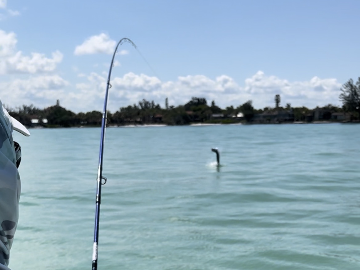 A tarpon jumps as an angler pulls against it with his fishing rod