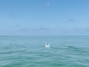 A tarpon jumps in the air after it was hooked