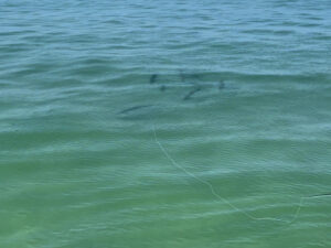 Tarpon following a fly in the water and getting ready to eat