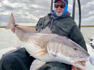 A giant redfish sits on an anglers lap