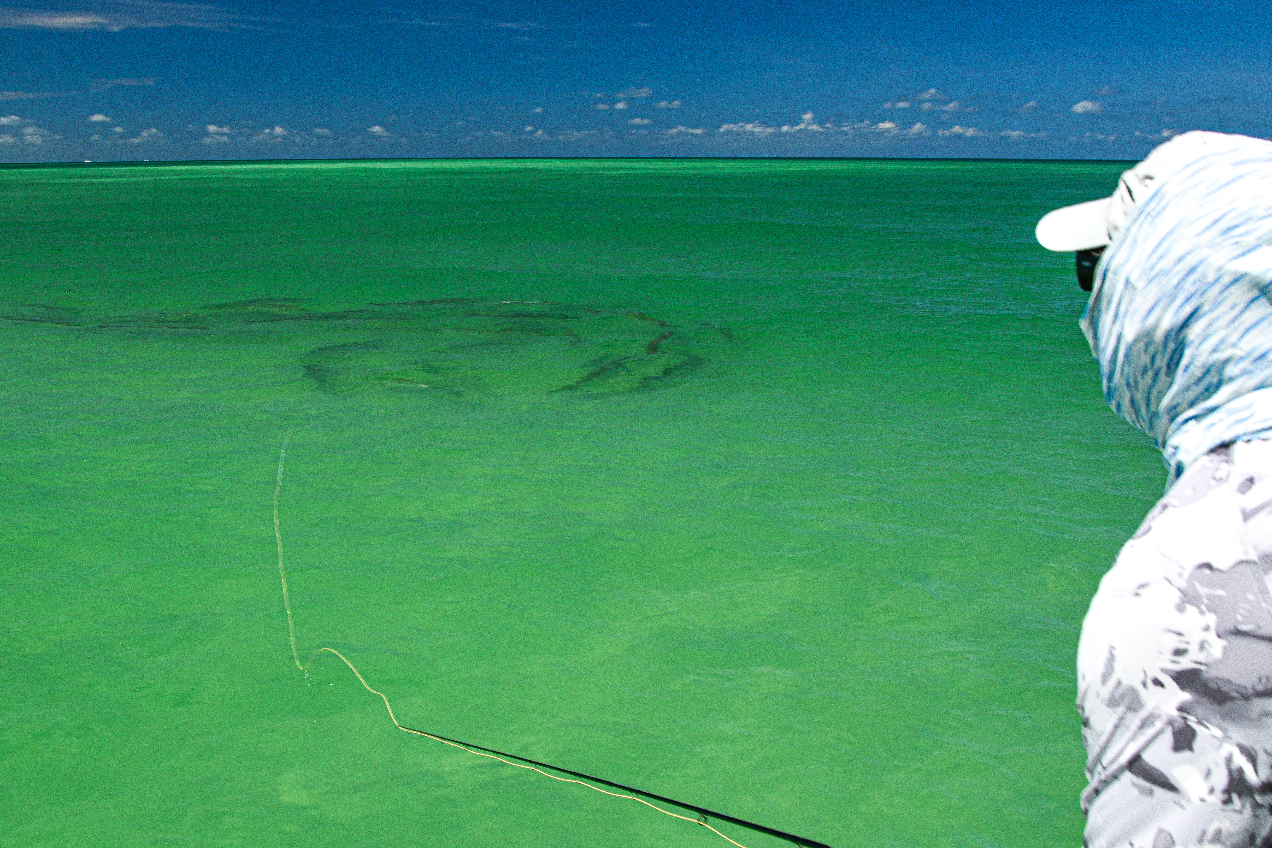 An Angler is fly fishing for tarpon while the tarpon swim in a circle called a daisy chain