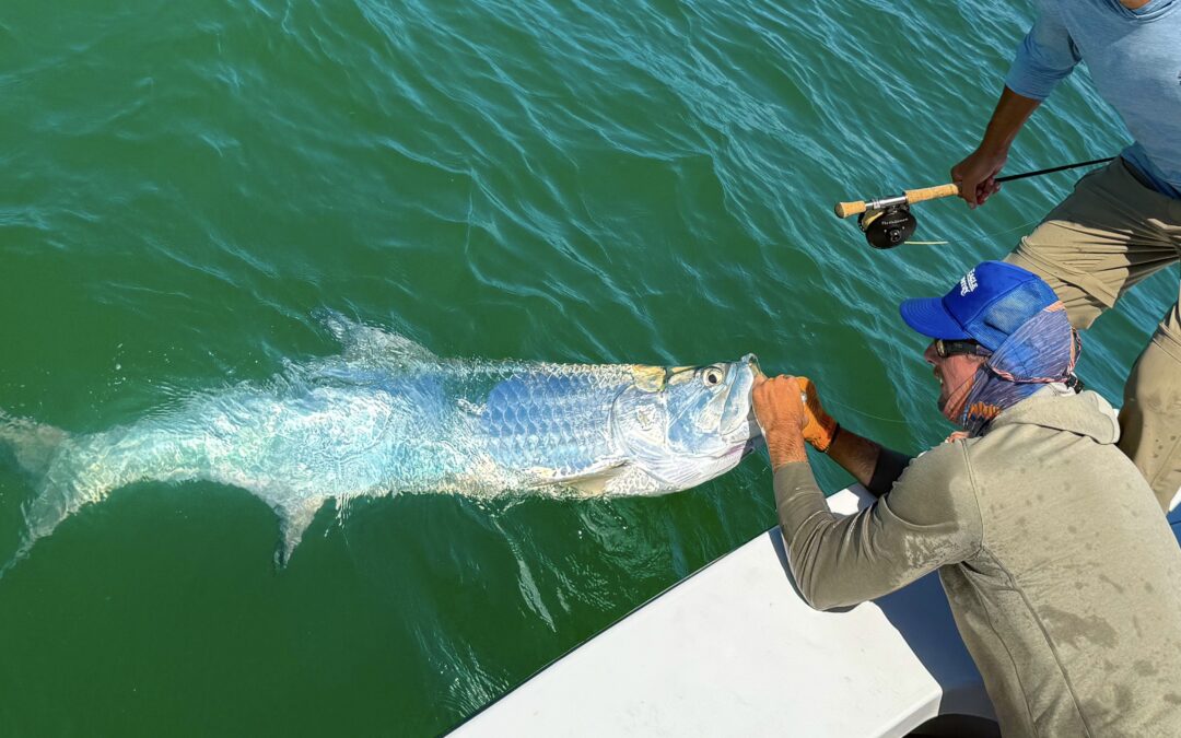 Fly Fishing for Tarpon in Sarasota, FL