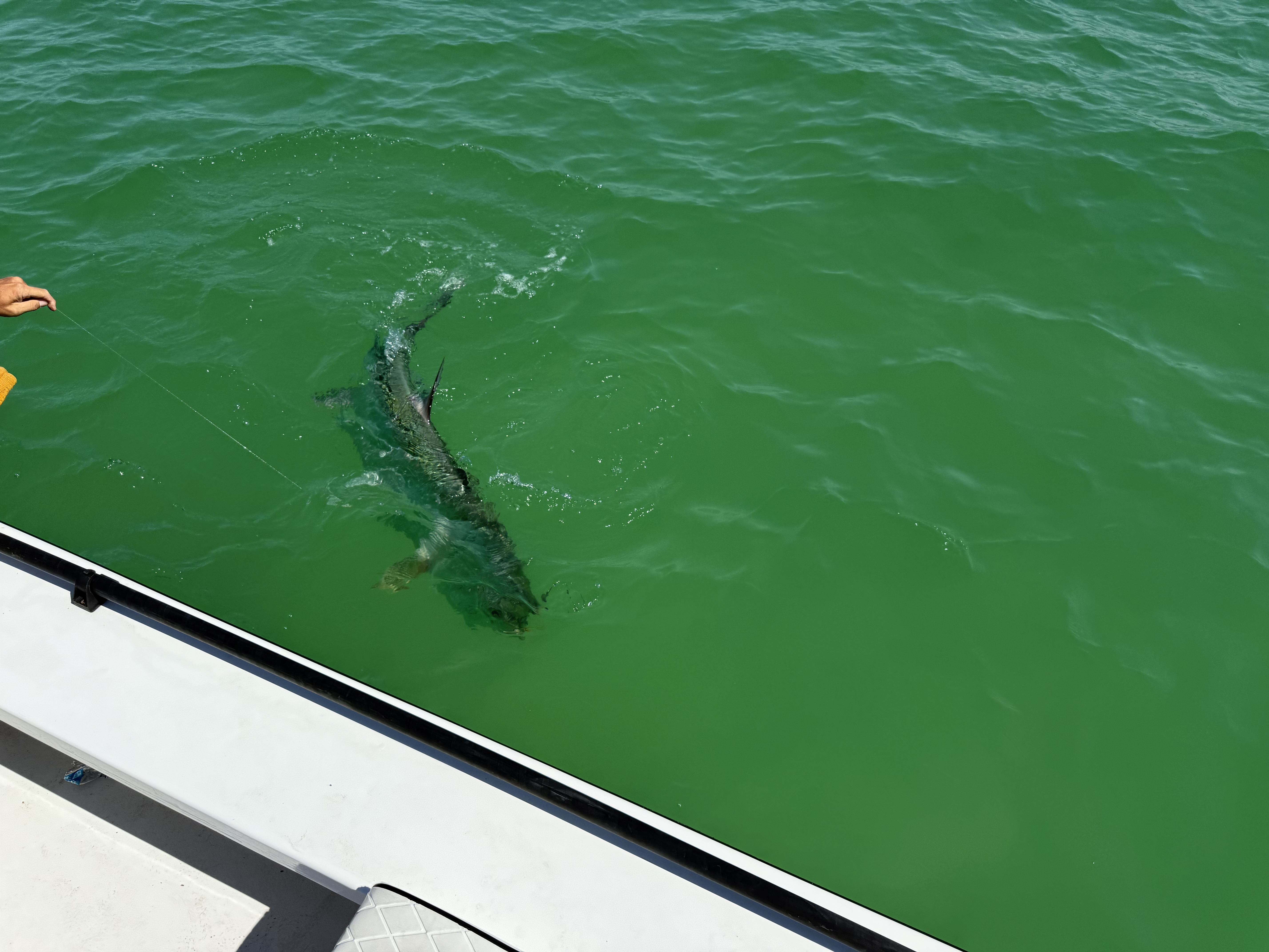 A tarpon that is pulled boat side while tarpon fishing in Sarasota, FL