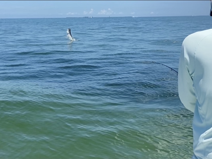 A healthy tarpon jumps out of the water after it has been hooked